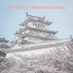 it's cherry blossom season